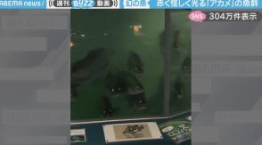 「日本三大怪魚」幻の魚“アカメ”の魚群に「映画のワンシーンみたい…」「水中で遭遇したらビビる」と驚愕