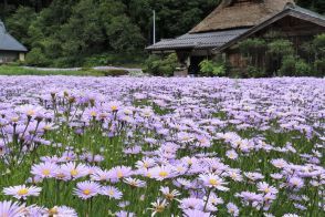 「紫のじゅうたん」に心奪われ 京都で北山友禅菊が見頃