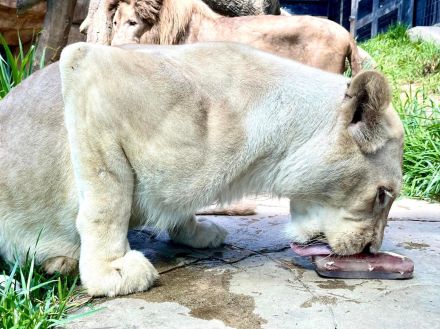 氷漬けの肉ガリガリ！　恒例の「アイスまつり」開催　沖縄こどもの国