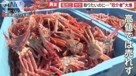 北海道産「オオズワイガニ」厄介者から主役へ ふるさと納税でブランド「ブリ」も人気