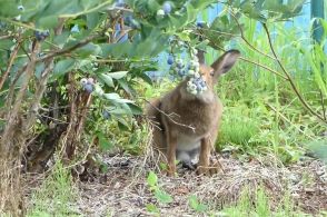果樹園のブルーベリーを野生のウサギがモグモグ ⇒ 担当者が「大変ありがたい」と感謝する理由とは？