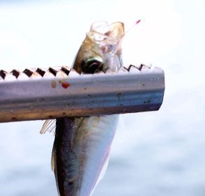 釣り情報【宮津】グレやサバなど上がる　海洋つり場、小型多いが豊富な魚種