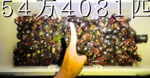 「54万匹駆除しても追いつかない」琵琶湖で大量発生している“生態系を壊す恐怖の生物”　ゾッとする正体に「こんなに増えてるなんて…」