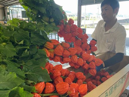 ホオズキ出荷が最盛期  「盆提灯」需要の中京、関西へ【長野県飯田下伊那】