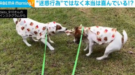 迷惑行為と思いきや？ 兄犬の雨合羽をブンブン引っ張る弟犬の行動に飼い主ほっこり