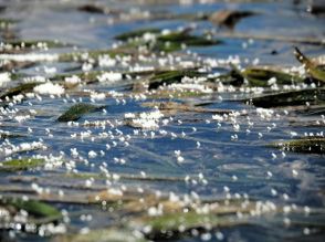 海面を走る白い雄花　西表島のウミショウブ、ウミガメが増えて危機に