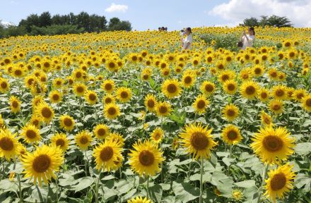 大輪彩る高原の夏　ヒマワリ見頃　ひるぜんジャージーランド／岡山・真庭市