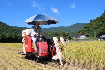 佐伯市蒲江で県内トップ切り早期米収穫　夏真っ盛り、黄金色の実り