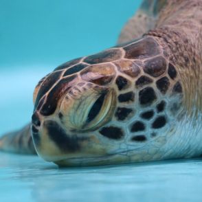 ウミガメ飼育員が「浮気現場に遭遇したような気持ちに」どういう状況！？カメが反応するのは…