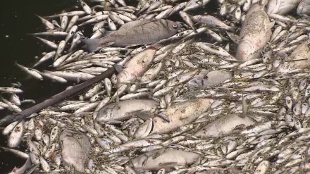 東京・江東区の川でボラなど魚が大量死「昨日までこんなじゃなかった」悪臭で110番多数　ゲリラ雷雨による水中酸素量減少が影響か