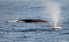 日本、商業捕鯨の対象にナガスクジラ追加 豪が反対「深く失望」