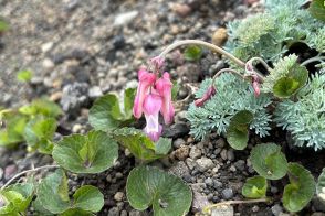 可憐な高山植物三昧！　幸運にも恵まれた山旅「秋田駒ケ岳ハイク」で初夏の花を愛でる