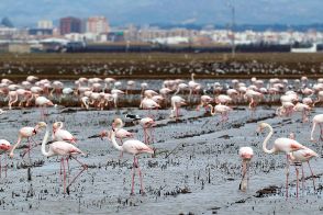 フラミンゴの大群 vs.「ワニ」...意外すぎる刺客の効果は（スペイン）