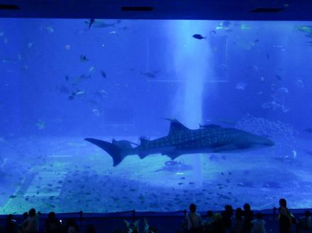 美ら海水族館が夜間営業「ナイトアクアリウム」　夜間で1万人来館見込む