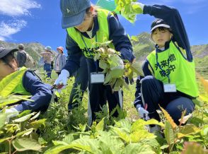 3000メートル級の立山連峰　雄大な景観をバックに中学生らが外来植物を除去