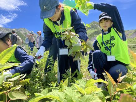 3000メートル級の立山連峰　雄大な景観をバックに中学生らが外来植物を除去