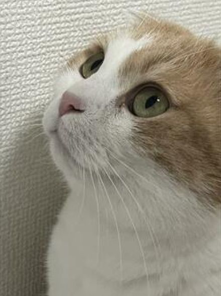 猫で例える「InstagramとX（Twitter）の違い」が話題　「どっちも可愛いけど別猫みたいw」