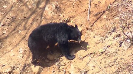 東北中央道を横断してきたクマと衝突　車は自力走行可能　けが人なし　福島