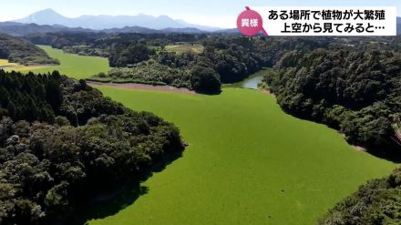 増殖しすぎてドローンで全体を映せない　数ヶ月でダムの水面を覆いつくした緑の正体は「特定外来生物」