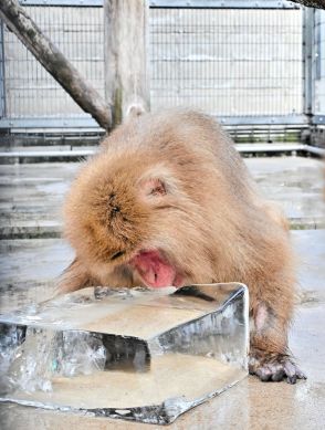 動物たちにひとときの涼　連日の猛暑に氷の差し入れ　真教寺公園