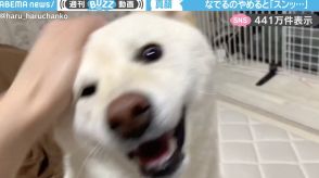 飼い主「なでるのやめると“スンッ”とする柴犬」←一瞬の表情の変化に「オモロ可愛いw」「うちの子もこんな感じ！」と反響