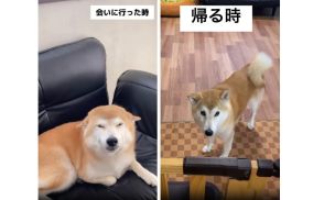 ヒコーキ耳でニッコリ→スンッ… 大好きな“お姉ちゃん”が帰る時に“別犬”になる柴犬がかわいい!普段の様子を聞いた