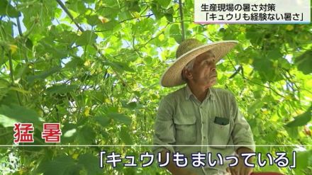 「キュウリも経験した事のない暑さでは?」牧草、日当たり調整、水やり工夫…毎年新しい対策で美味しいキュウリをつくる生産者