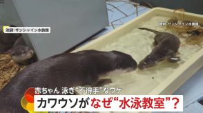 赤ちゃんカワウソの水泳教室…いったいなぜ?　赤ちゃん泳ぎ不得手な「ワケ」　両親で“特訓”に違いも　池袋・サンシャイン水族館