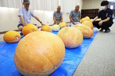 巨大カボチャごろごろ　田辺市中万呂で９日まで展示、和歌山