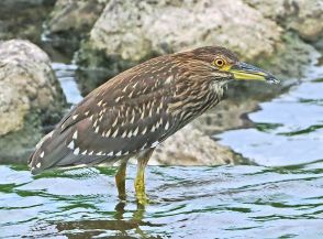 幼鳥も成鳥と「漁」　和歌山県紀南地方の川でゴイサギ