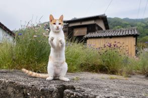 キレイに立ち上がった白茶猫「そろそろ陶芸でも始めてみようかな」【沖昌之】