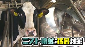 酷暑の夏…乳牛に“最新ミスト”噴射で対策!去年はウシが死に廃業する酪農家も…「ダメージ大きすぎる」止まらぬ離農に歯止めを