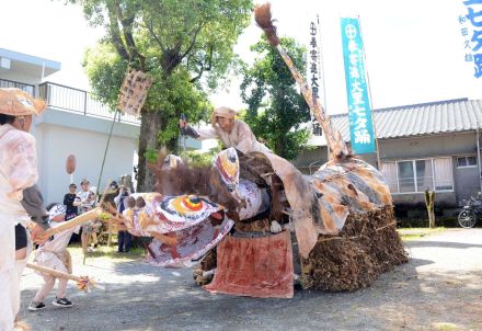 猛虎襲来、大暴れ！　虎がいないと始まらない…いちき串木野で国指定重要無形民俗文化財「市来の七夕踊」