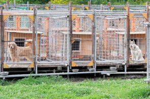 ヒグマに襲われたか　犬3匹死ぬ　北海道・奈井江の飼育施設