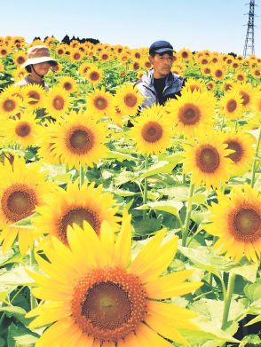 ヒマワリ鮮やか１６０万本　富山県黒部市の布施山地区休耕田で見頃