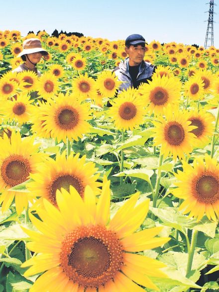 ヒマワリ鮮やか１６０万本　富山県黒部市の布施山地区休耕田で見頃