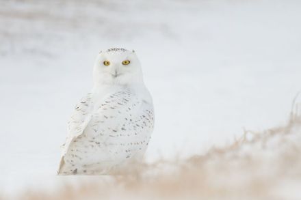 飼育員が知る…フクロウのウラのカオ　野生動物〝ペット化〟見直しを　「フクロウカフェ大国」の日本