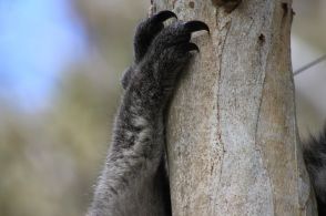 コアラの赤ちゃんってこぼれんばかりの瞳なんだ…「あどけなく笑っているようで愛嬌いっぱい」と話題