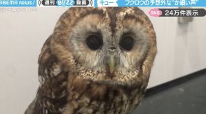 飼い主「ホーホーって鳴くと思うじゃないですか？」←フクロウの予想外な“か弱い声”に「カワイイ猫ですね」「ピコピコサンダル？ｗ」と反響