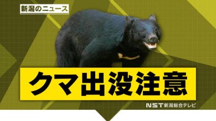 「真正面から小熊が…」1人で山菜取りをしていた５０代女性がクマに襲われ軽傷　【新潟・津南町】