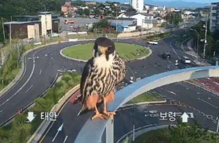 韓国で話題沸騰、防犯カメラに映り込む「かわいらしい」絶滅危惧種