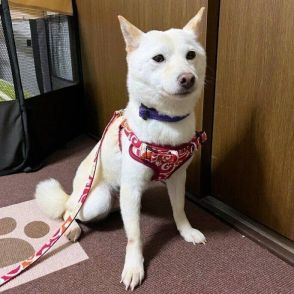 「新しい家族ができました」不安で表情がこわばった保護犬のその後　 菜の花畑で満面の笑みを浮かべる姿に感動