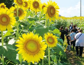 約2万4千本のヒマワリ見頃　児童センターに隣接する公園の広場　秋にはコスモスも咲く名所にぎわう