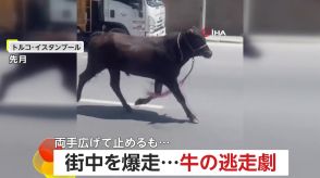 逃走20km!700kgの巨体牛が街中を爆走…飼い主の制止振り切り猪突猛進「車もクラクションも無視」鎮静剤打たれ確保　トルコ