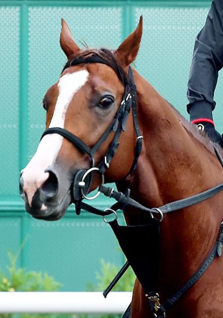 【エルムＳ】ペイシャエスが重賞３勝目