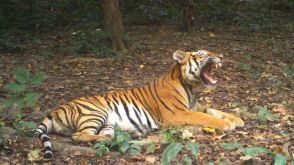 東南アジアから消えゆく野生のトラ、タイの保護活動に希望