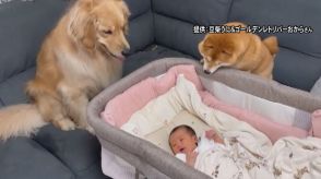 飼い主の赤ちゃんが家に…初対面した犬2匹のほほえましい姿に「キュンときた」「涙でた」SNSで話題に