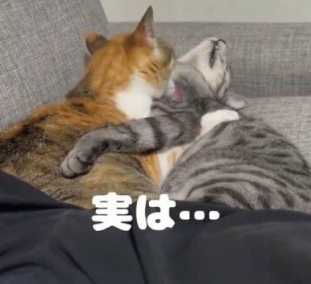 猫の動画「撮影の裏側」を覗くと…見えない『過酷さ』に84万反響「犠牲のおかげで…」「わかるw」の声