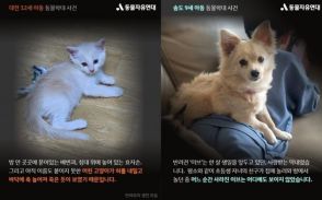 「友達のペットを死なせる」韓国の小学生…理由を聞くと「わかりません」という不気味さ