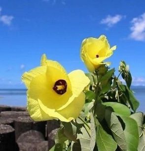 沖縄の真夏を彩る鮮やかな黄色　海浜植物のオオハマボウ咲く　石垣市